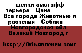 щенки амстафф терьера › Цена ­ 30 000 - Все города Животные и растения » Собаки   . Новгородская обл.,Великий Новгород г.